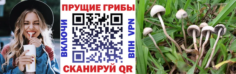 Псилоцибиновые грибы Cubensis  Усть-Илимск 